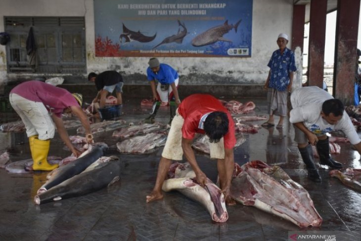 Pemotongan Daging Ikan Hiu