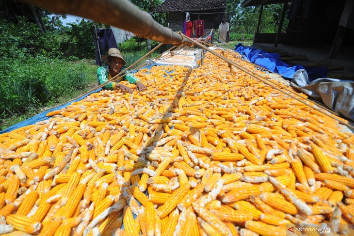 Harga Jagung Turun