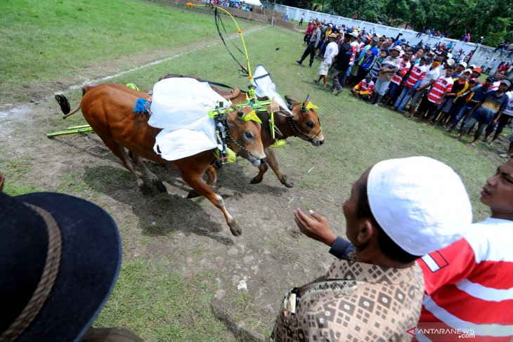 Karapan Sapi Kapolda Cup 2019