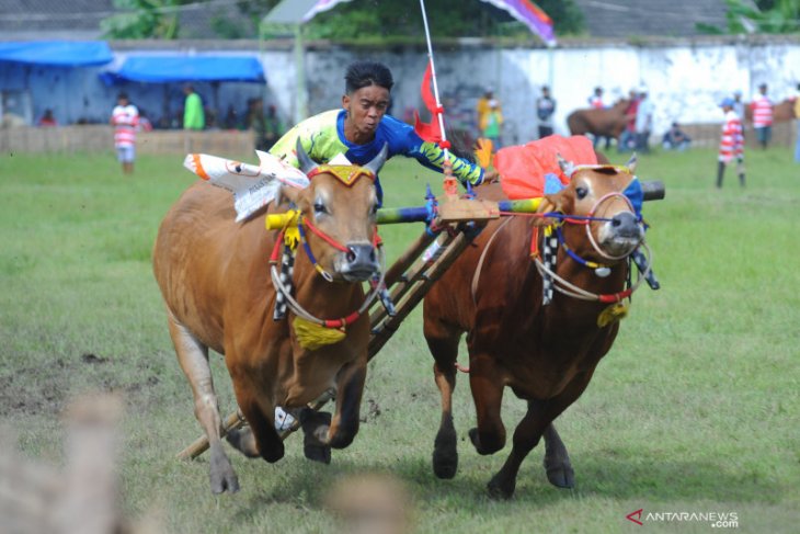 Karapan Sapu Kapolda Cup 2019