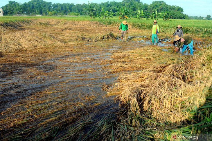 Panen Dini Tanaman Padi