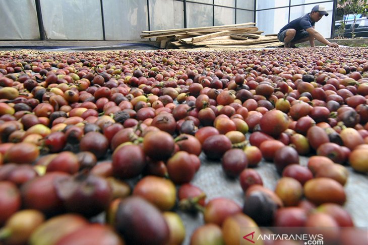 Produksi kopi Cibulao Bogor 