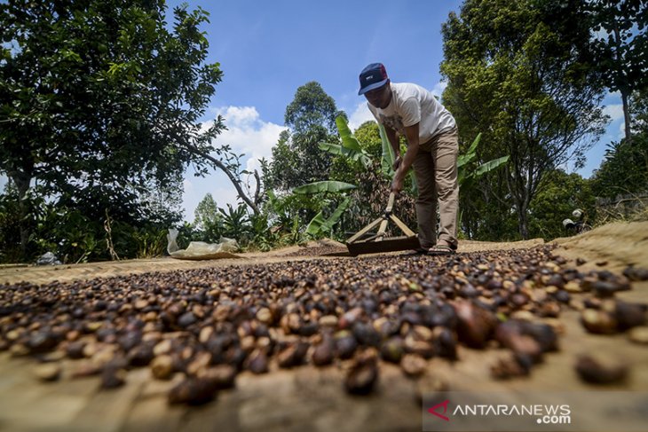 Produksi kopi kabupaten Bandung 