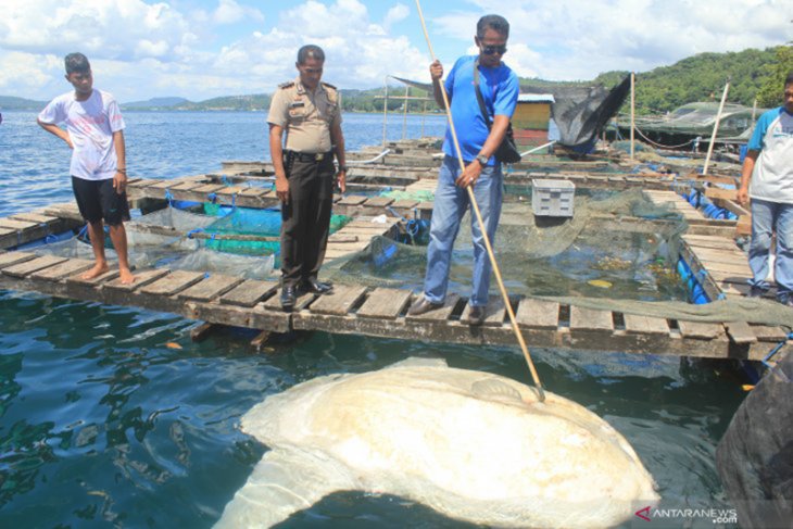 Ikan Mola-mola Terdampar