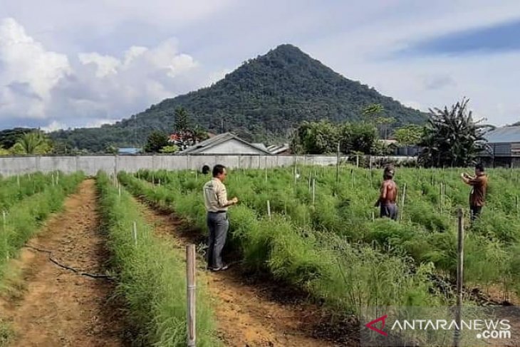 Budidaya Asparagus di Kota Singkawang sangat menjanjikan