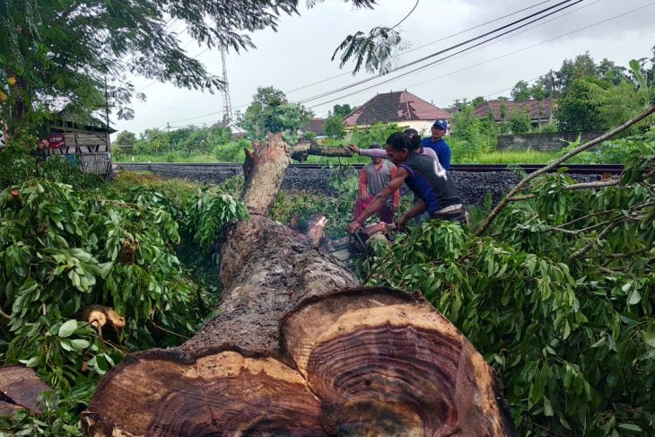 Puluhan pohon sonokeling dijarah PPLH Mangkubumi mengadu 
