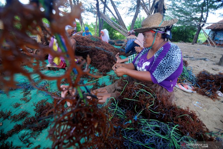 Harga Rumput Laut