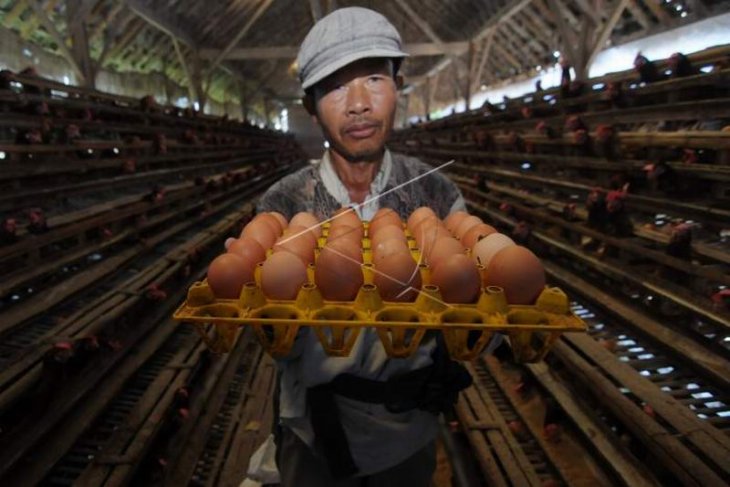 Harga telur ayam naik