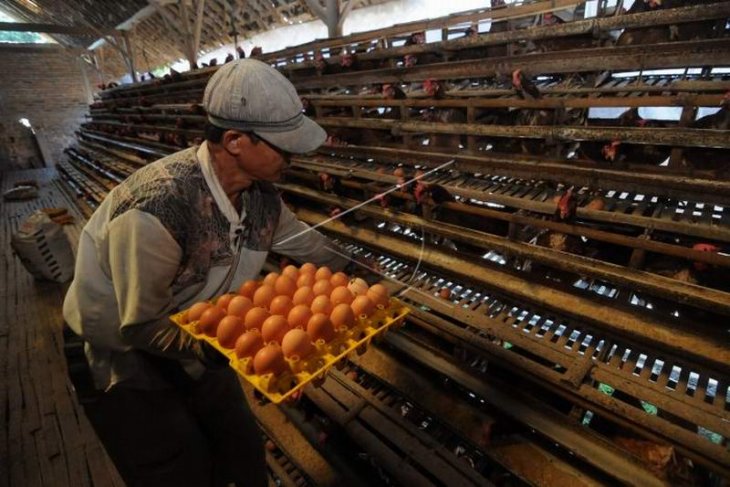 Harga telur ayam naik