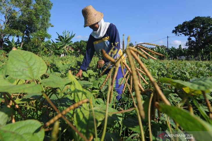 Produksi kacang hijau Jawa Timur