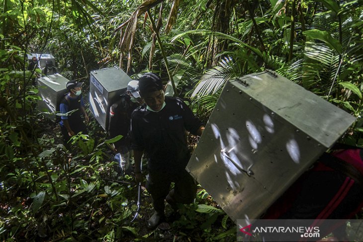 Pelepasliaran Kukang Jawa 