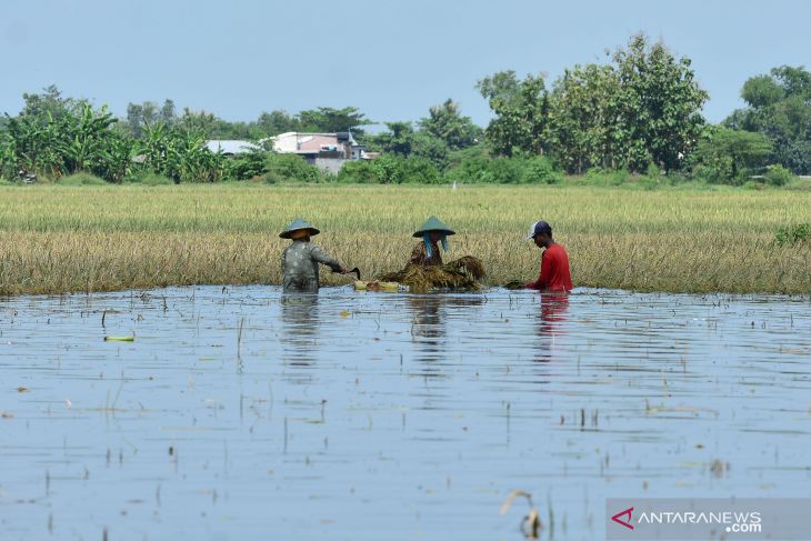 Sawah Terendam Banjir