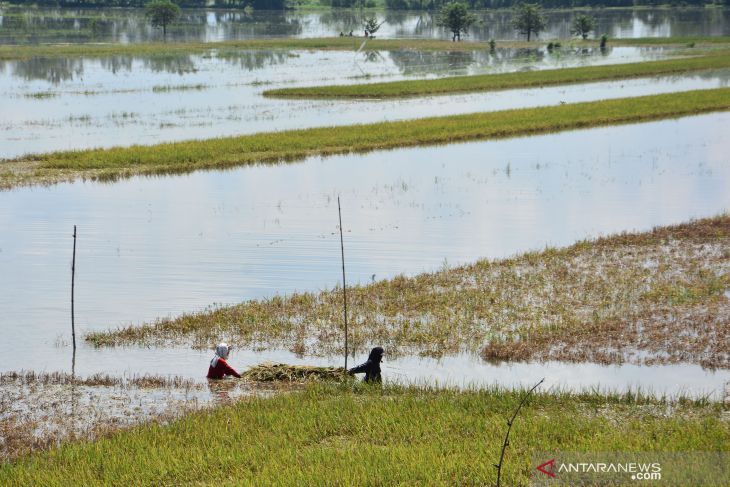 Sawah Terendam Banjir