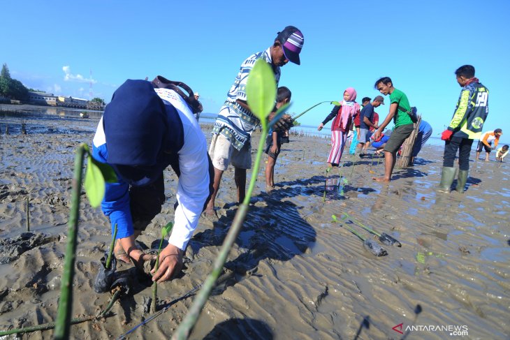 Tanam Mangrove di Pamekasan