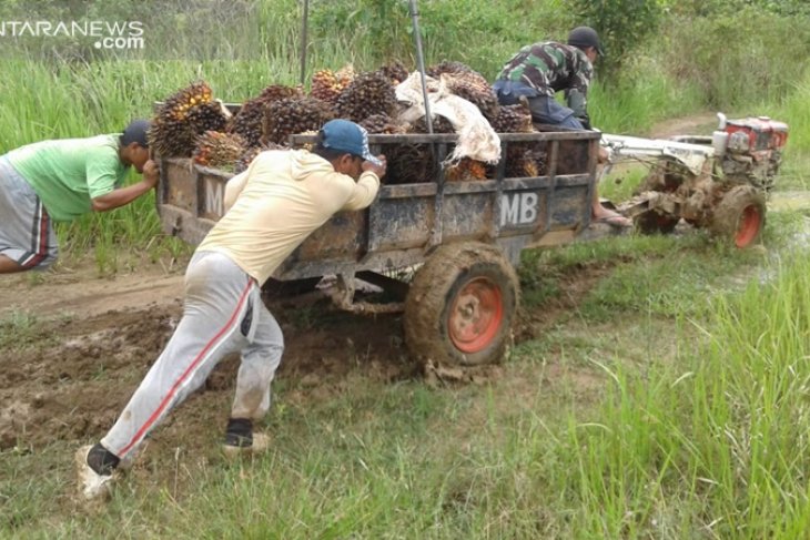 Pendapatan petani plasma sawit di Kotabaru fluktuatif