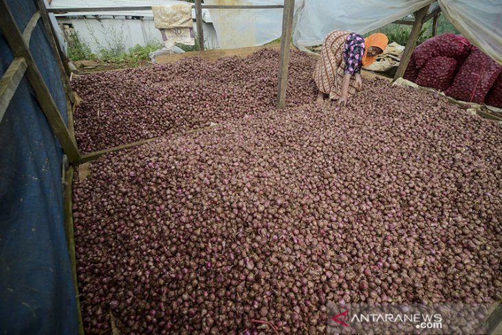 Panen bawang merah 