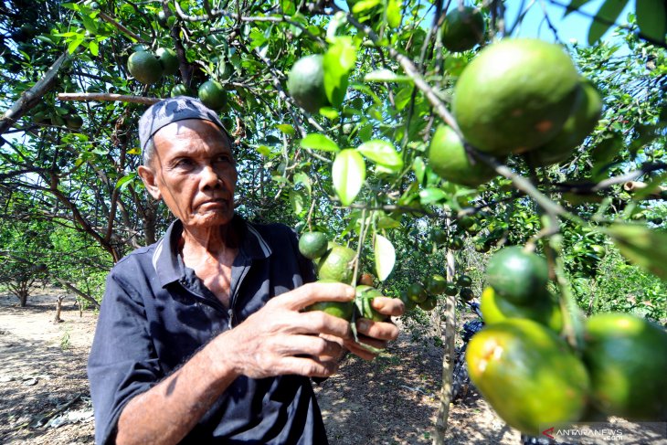 Produksi jeruk turun