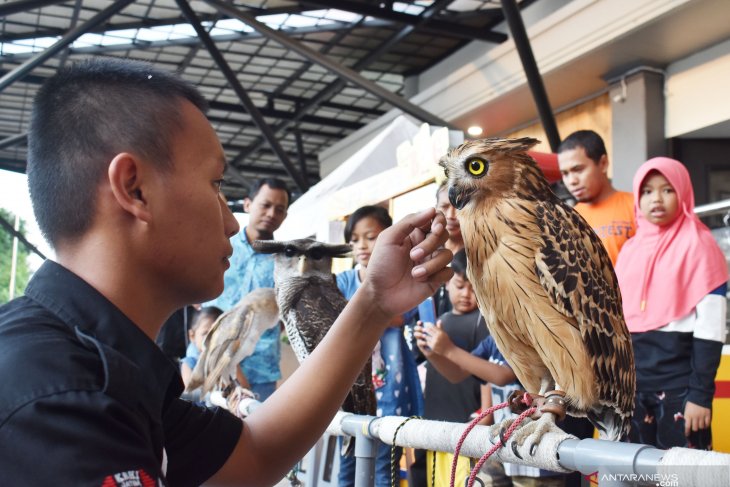 Edukasi komunitas burung hantu