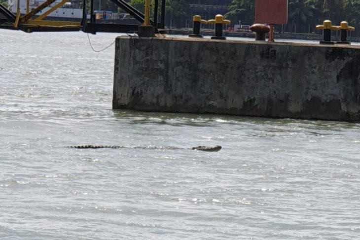 Nelayan waspadai kemunculan buaya di perairan Cilacap