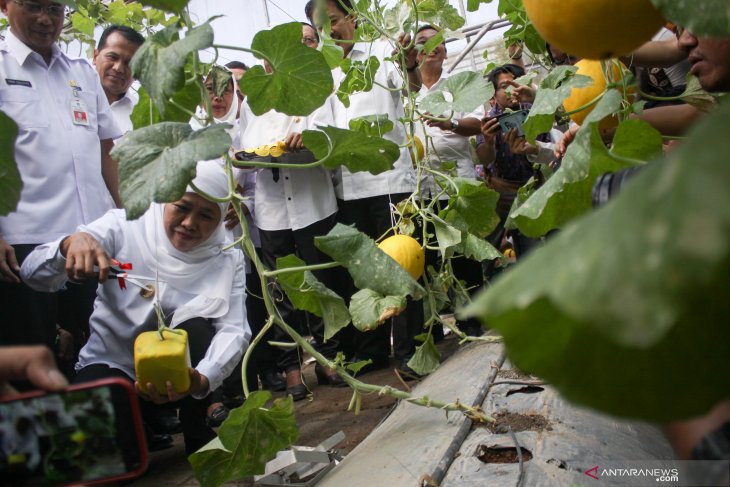 Budidaya melon golden