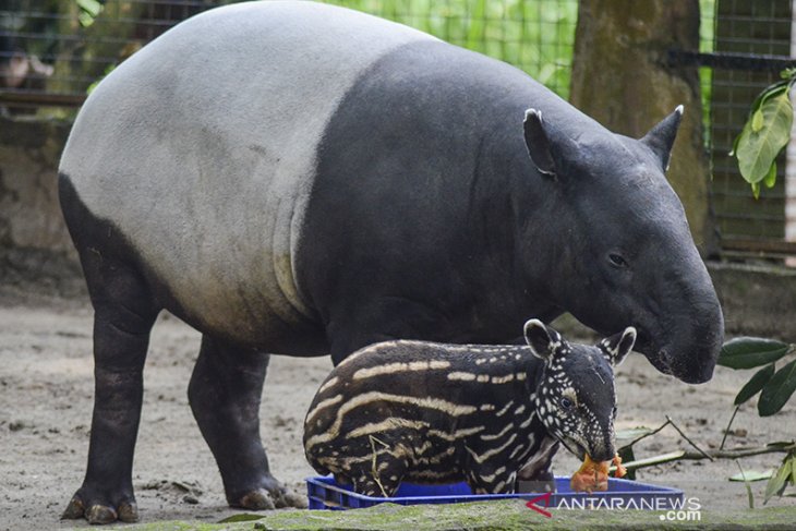 KELAHIRAN BAYI TAPIR