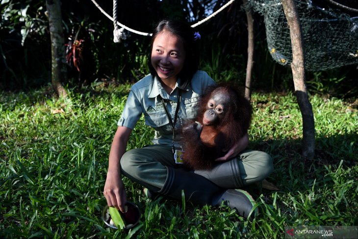 Bayi Orangutan Taman Safari Prigen