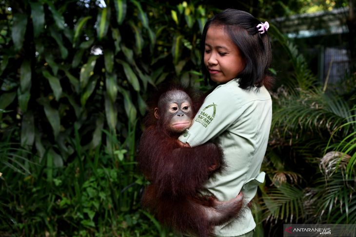 Bayi Orangutan Taman Safari Prigen