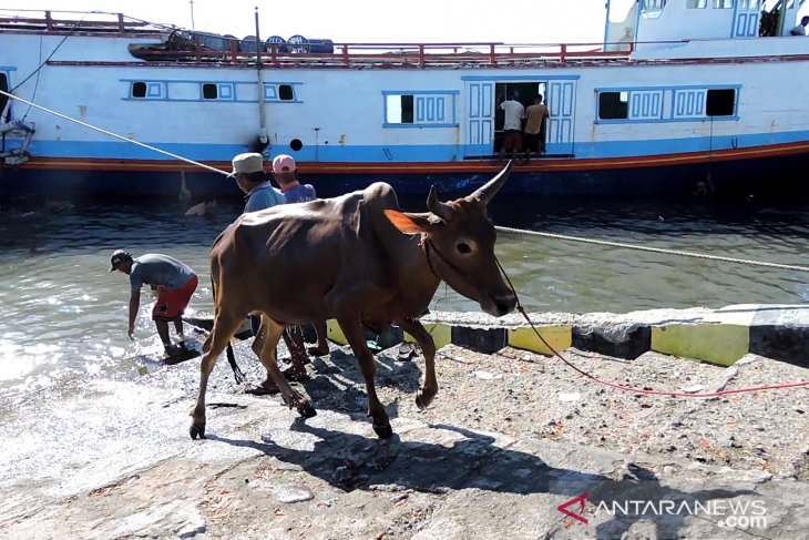 Pengiriman sapi potong dari Madura ke Situbondo meningkat 40 persen (Video)