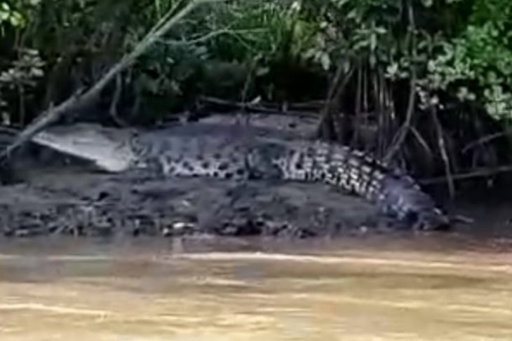 Warga tangkap buaya yang meresahkan