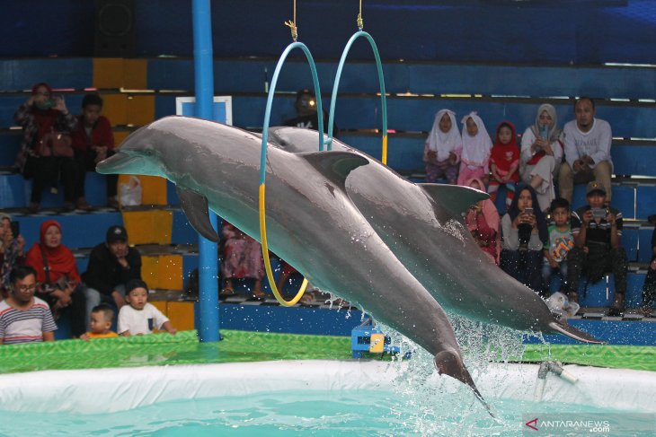 Sirkus lumba-lumba di Surabaya