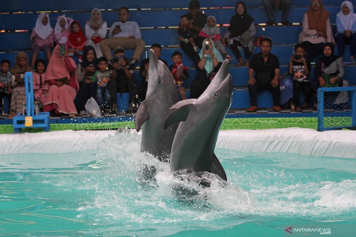 Sirkus lumba-lumba di Surabaya