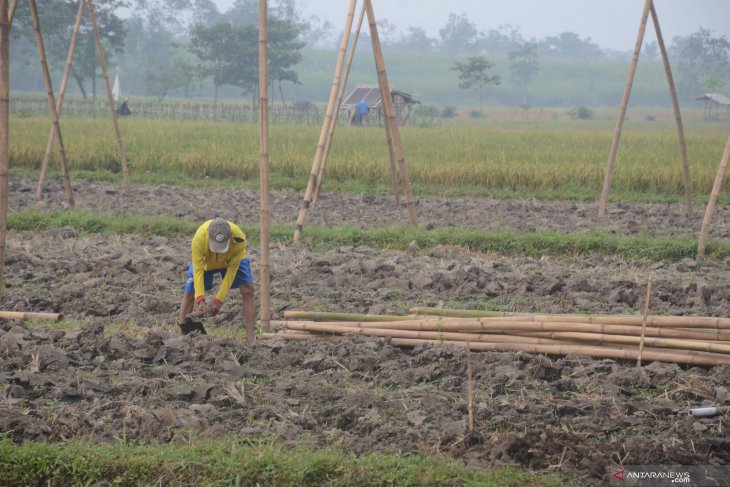 Persiapan Tanam Tembakau Jember