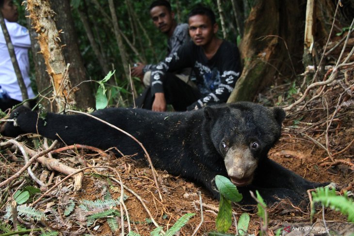 Dua ekor beruang madu terjerat perangkap babi