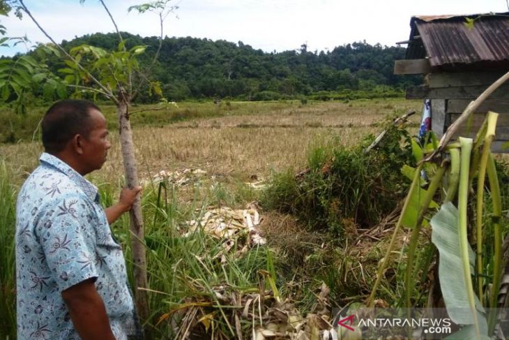 Sepuluh ekor gajah merusak kebun di Aceh Jaya