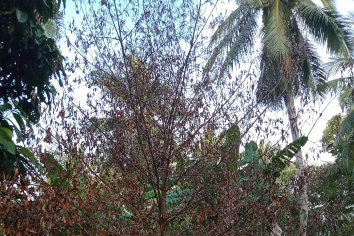 PT LIL diduga lakukan kejahatan lingkungan di SBT