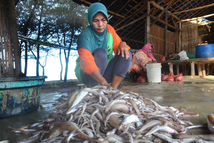 Produksi ikan turun