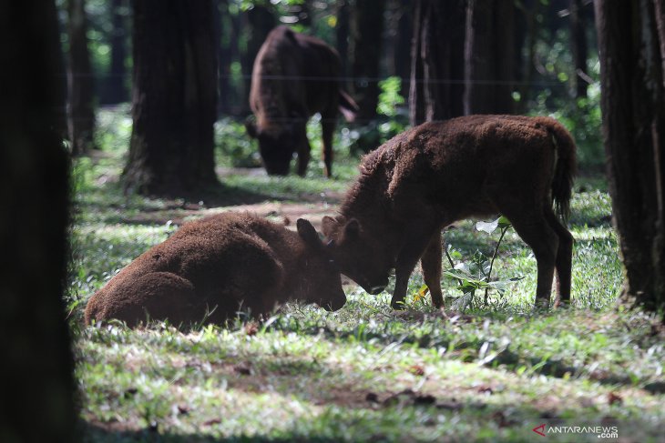 Anak bison Taman Safari Prigen