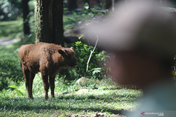 Anak bison Taman Safari Prigen