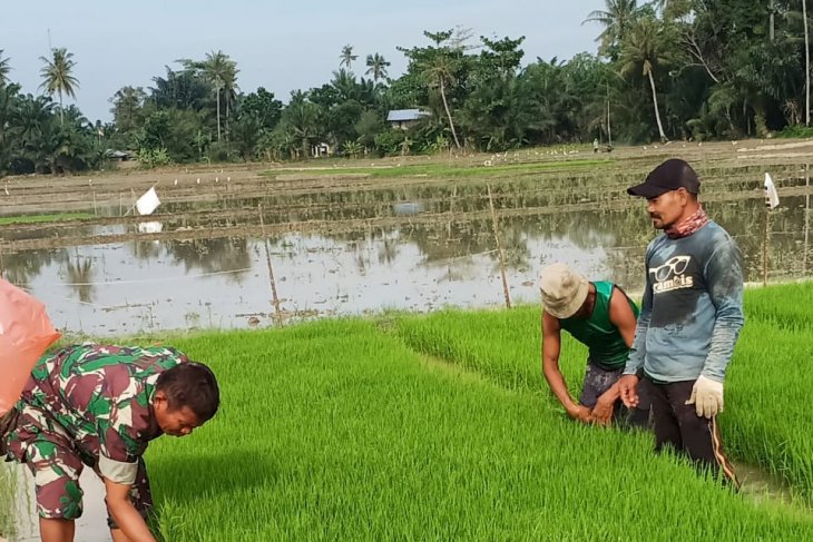 Semangat Babinsa Kodim 0204/DS bantu petani cabut benih padi
