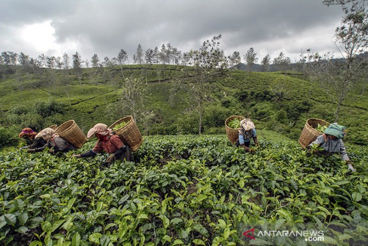 Produksi teh Jawa Barat 