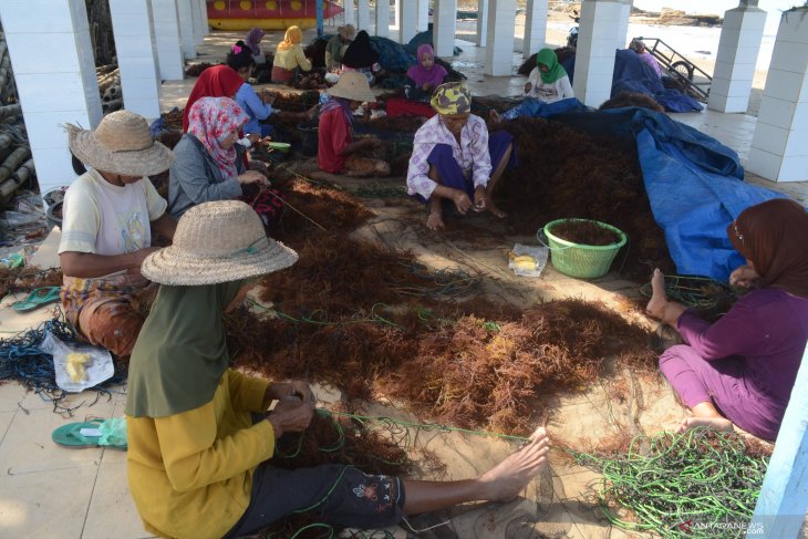 Rumput Laut Sayur