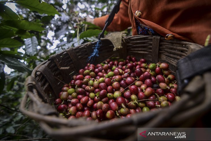 Panen kopi arabika 