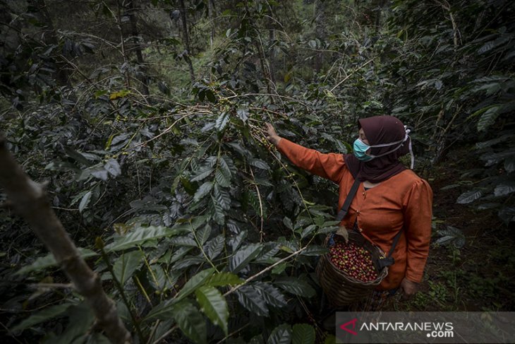 Panen kopi arabika 