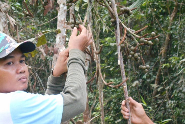 Buah rotan yang langka