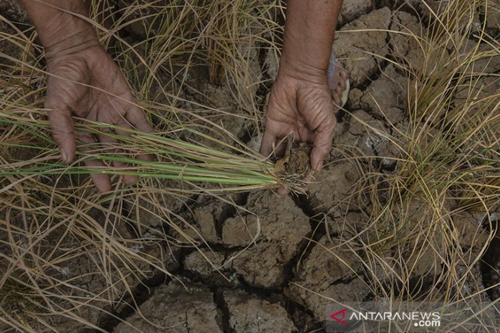 Sawah mengering di Tasikmalaya 