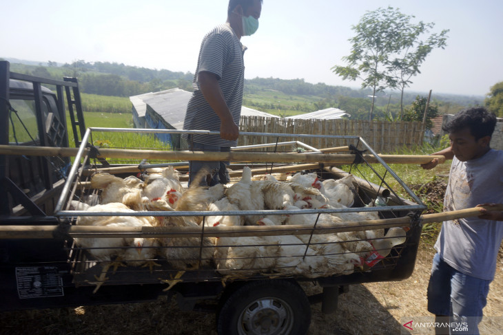 Dampak Penurunan Harga Ayam Potong