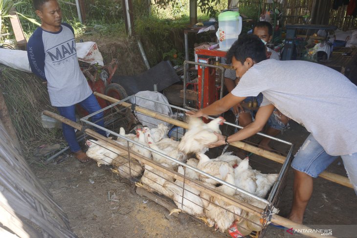 Dampak Penurunan Harga Ayam Potong