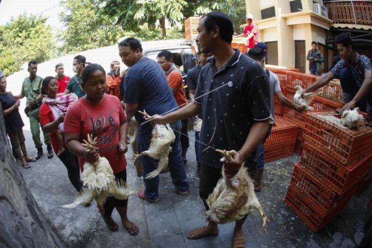 Pembagian ayam