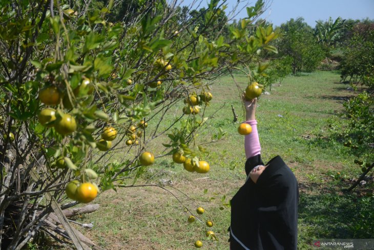 Wisata petik buah jeruk