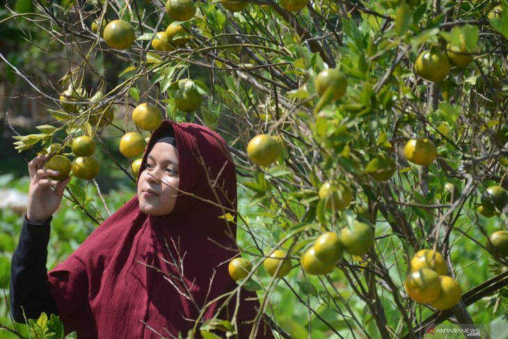 Wisata petik buah jeruk